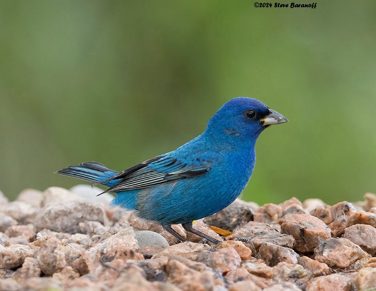 _B247998 indigo bunting.jpg